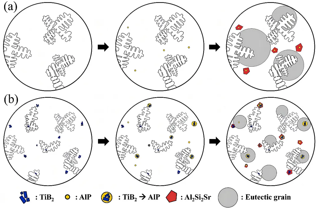 添加Sr和復合添加Sr與Al-Ti-B后Al-Si-Mg合金組織凝固示意圖 添加Sr和復合添加Sr與Al-Ti-B后Al-Si-Mg合金組織凝固示意圖